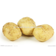 Nueva patata fresca en la venta caliente de China
